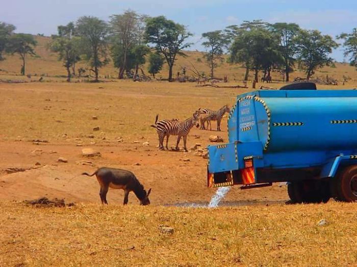 man brings water wild animals kenya 14 58aac6ff63821  700 Kenya: Người nông dân chở hàng ngàn lít nước mỗi ngày để cứu động vật hoang dã