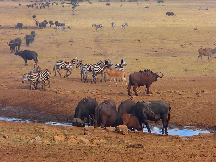 man brings water wild animals kenya 16 58aac704e53f2  700 Kenya: Người nông dân chở hàng ngàn lít nước mỗi ngày để cứu động vật hoang dã
