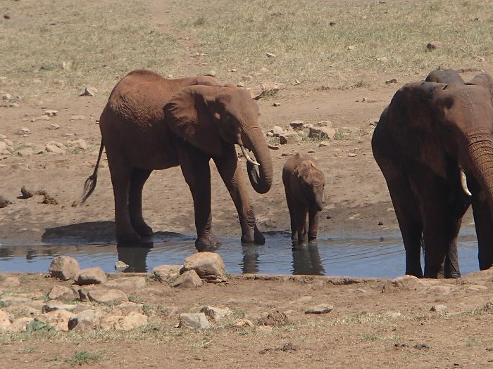 man brings water wild animals kenya 19 58aac70defc68  700 Kenya: Người nông dân chở hàng ngàn lít nước mỗi ngày để cứu động vật hoang dã