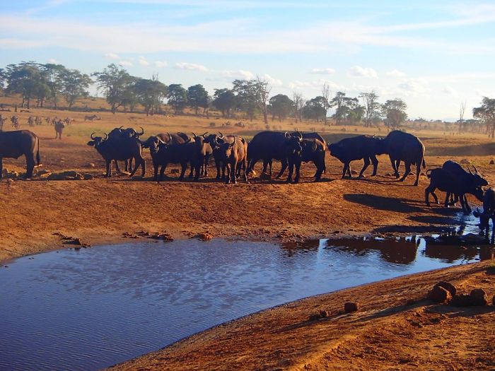 man brings water wild animals kenya 2 58aac6ddab715  700 Kenya: Người nông dân chở hàng ngàn lít nước mỗi ngày để cứu động vật hoang dã