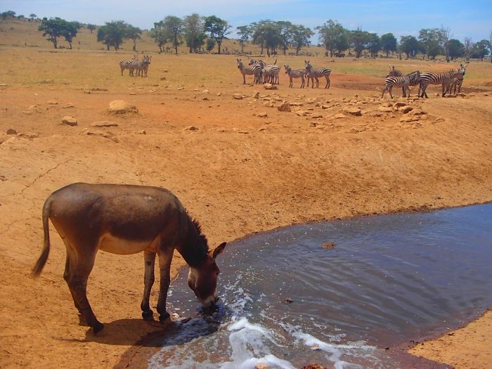 man brings water wild animals kenya 6 58aac6e8aca1d  700 Kenya: Người nông dân chở hàng ngàn lít nước mỗi ngày để cứu động vật hoang dã