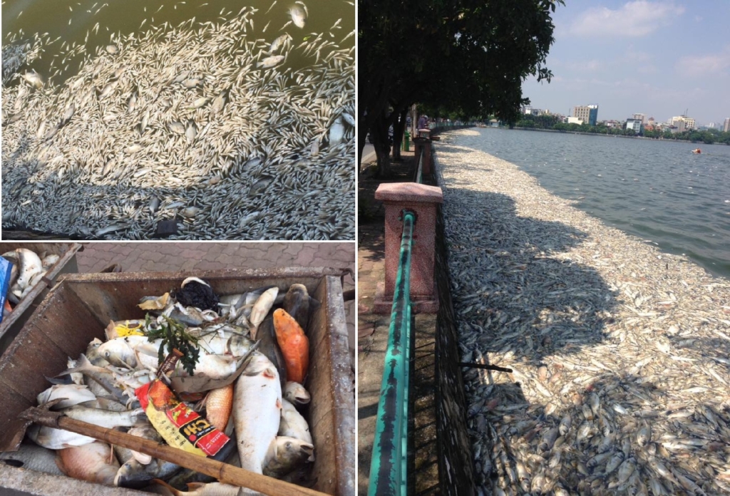 Khoảng 200 tấn cá chết nổi trắng tại Hồ Tây (Hà Nội). (Ảnh tổng hợp/Facebook)