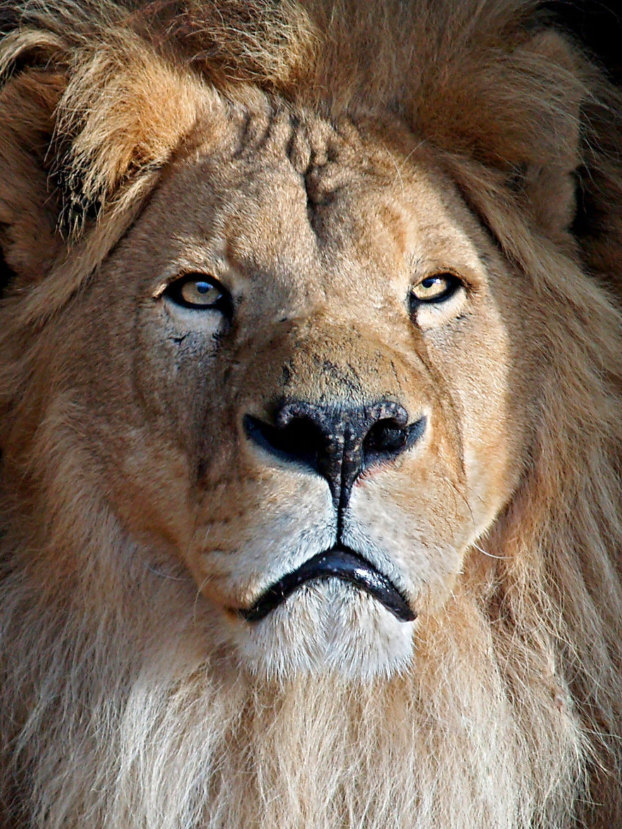 lion-portrait-57dfc6e176f31__880