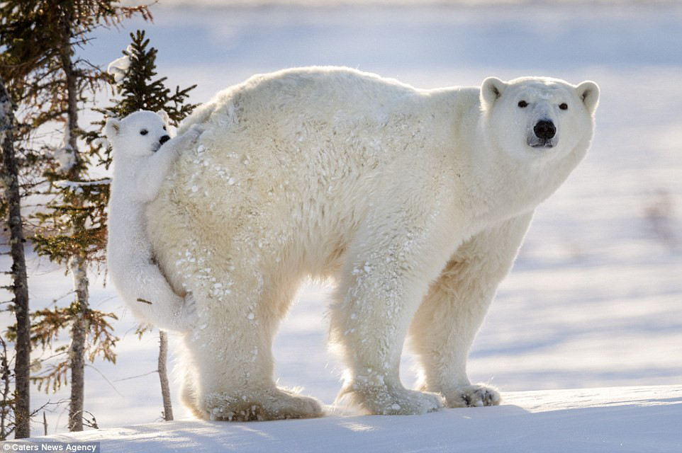 Kết quả hình ảnh cho gấu bắc cực canada