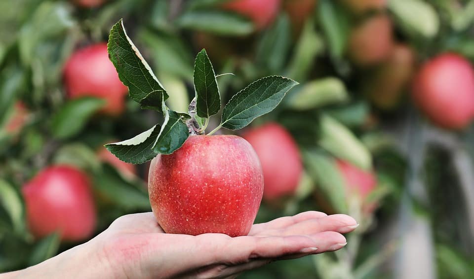Mỗi ngày ăn 1 quả táo sẽ giúp bạn khỏe mạnh không ngờ