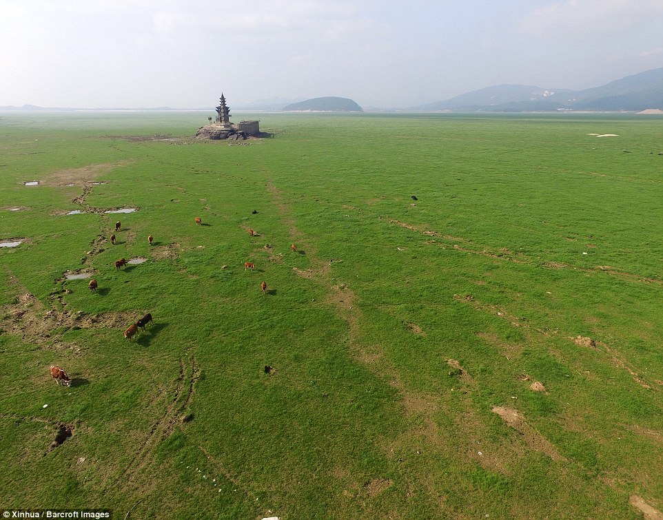 Hòn đảo Luixingdun, từng được sử dụng như một điểm mốc và ngọn hải đăng, giờ bao quanh bởi cỏ và gia súc chăn thả (ảnh: Xinhua)