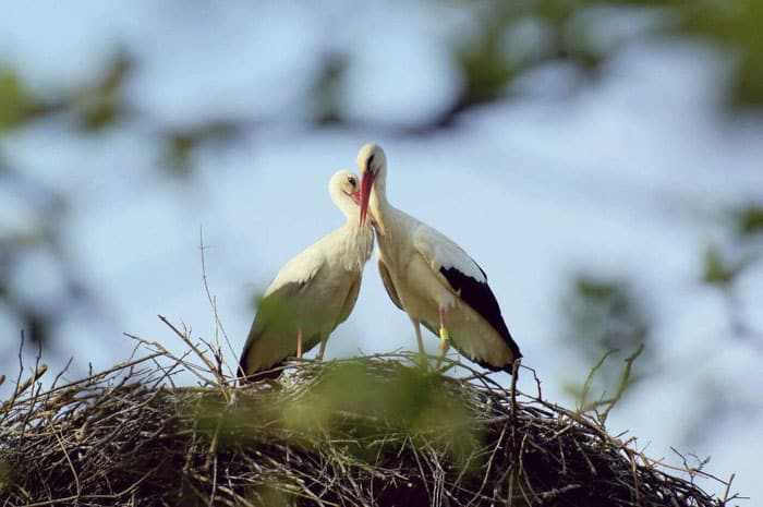 stork-couple-love-klepetan-malena-croatia