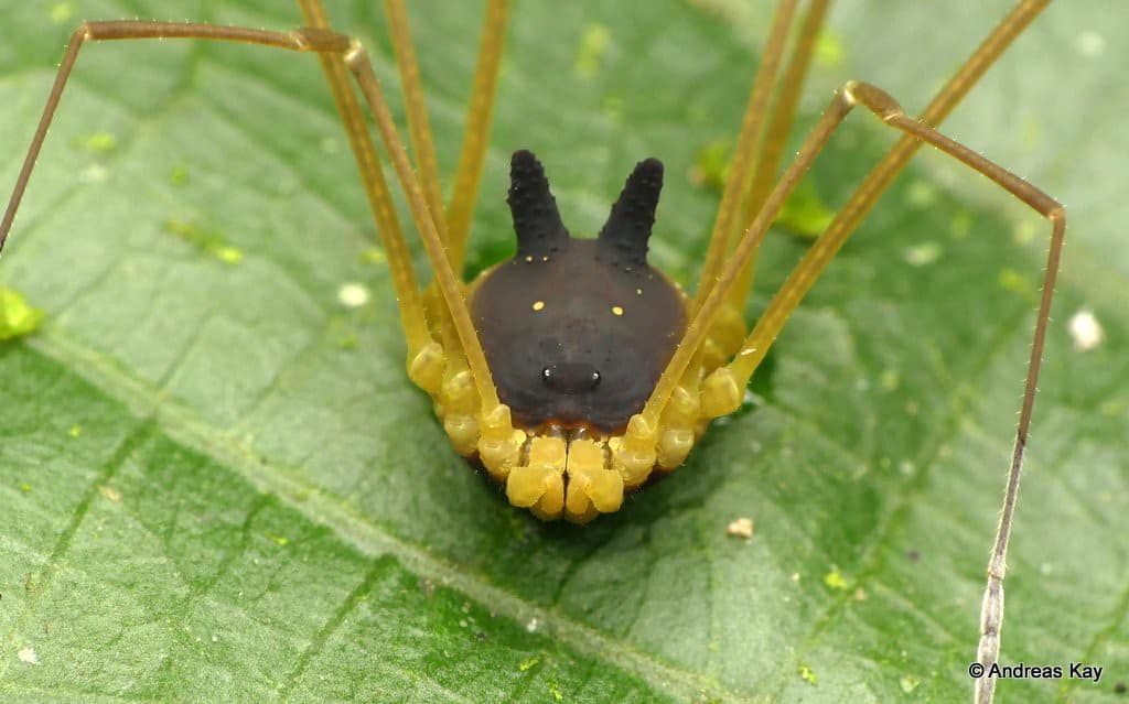 “Loài nhện” kỳ lạ có cái đầu mọc sừng dễ thương như đất nặn Con-chom-chom-3