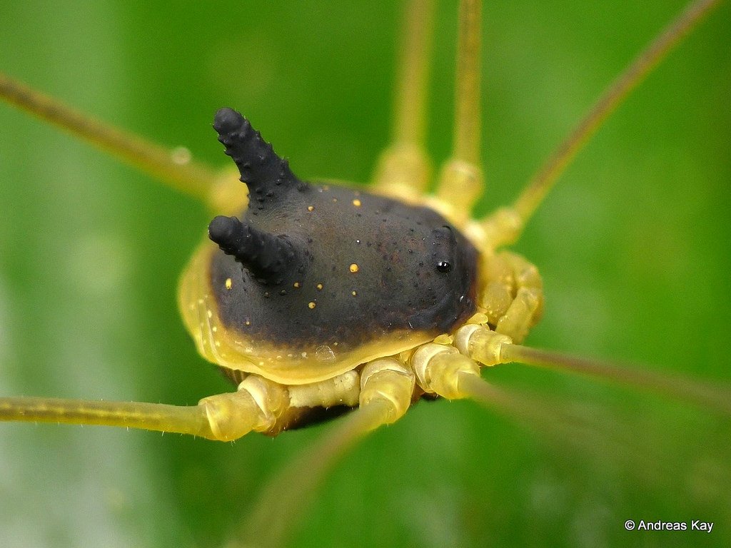 “Loài nhện” kỳ lạ có cái đầu mọc sừng dễ thương như đất nặn Con-chom-chom
