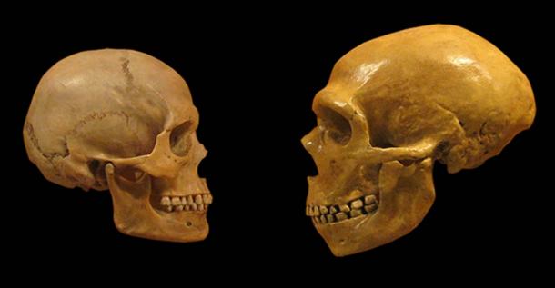 Human-and-Neanderthal-skulls