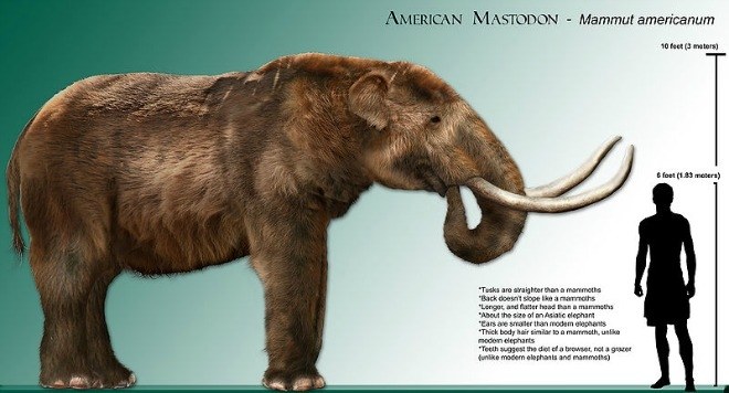 american-mastodon